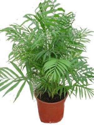 Neanthe Bella Palm