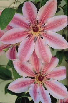 Clematis 'Nelly Moser'