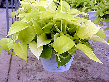 Neon Pothos