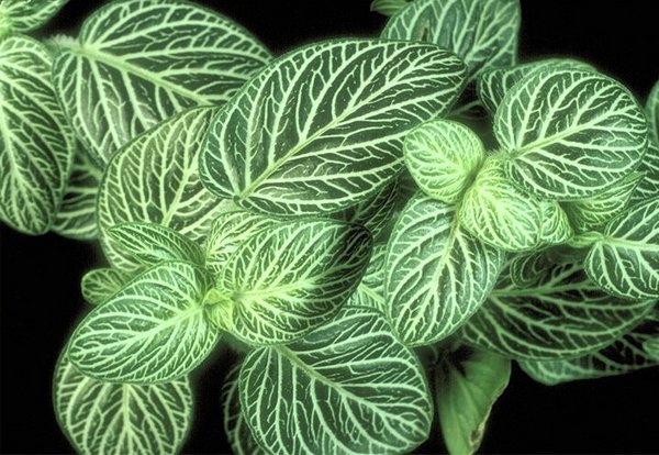 Nerve Plant