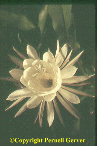 Night blooming cereus (Epiphyllum oxypetallum)