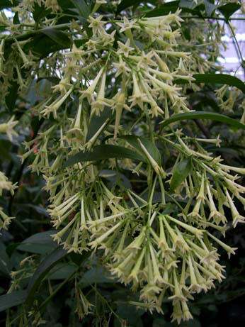 Night blooming jasmine