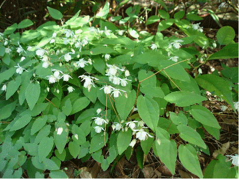 Epimedium youngianum 'Niveum'