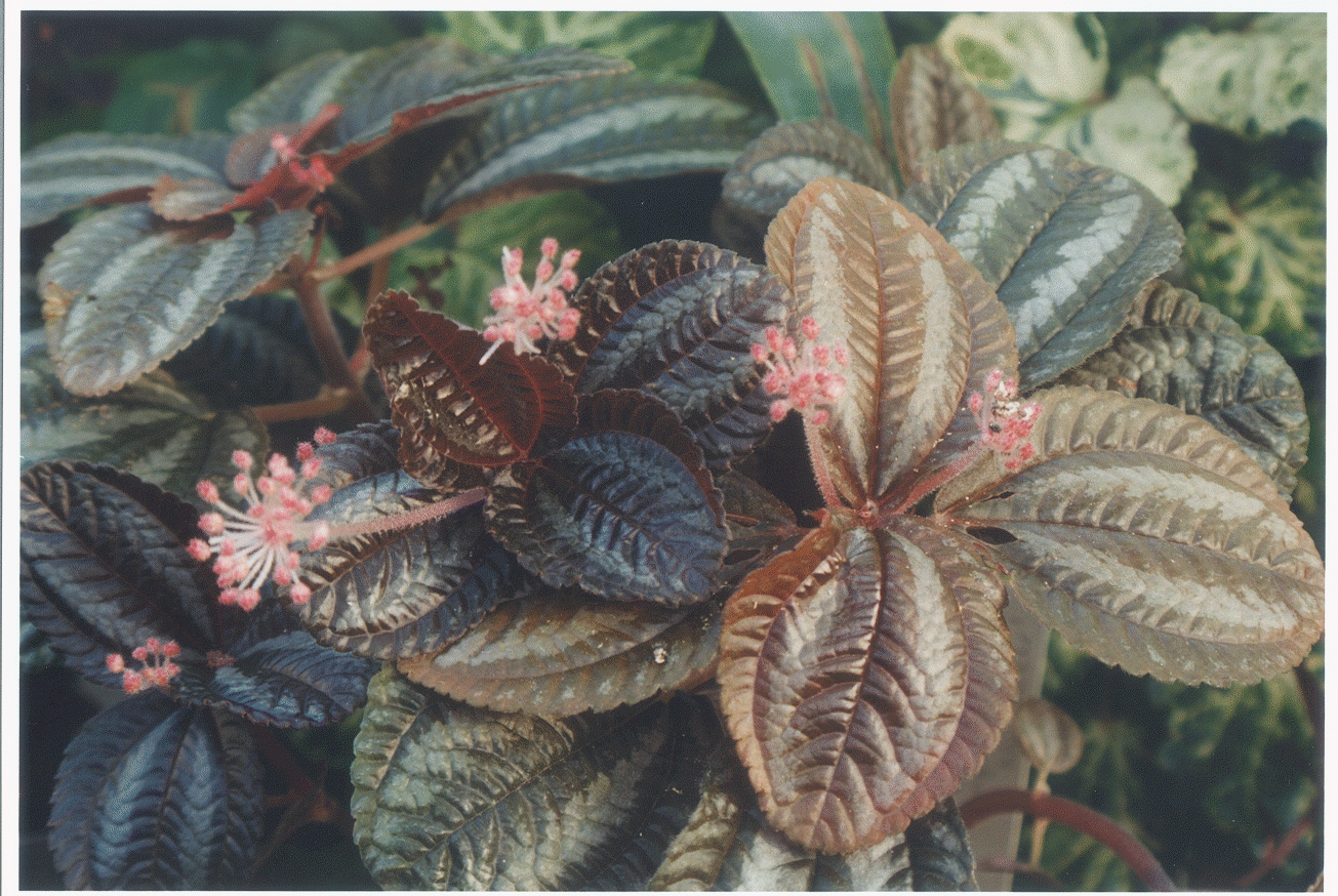 Pilea involucrata 'Norfolk'