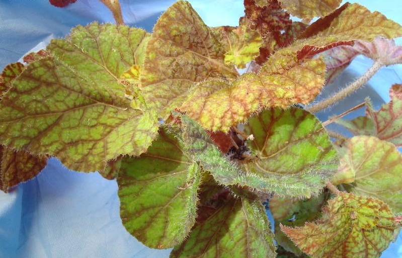 Begonia 'Northern Lights'