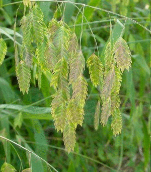 Northern Sea Oats