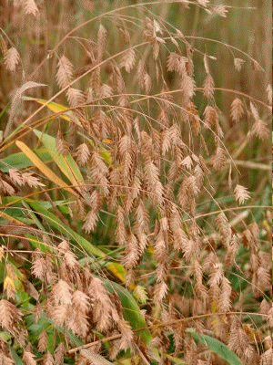 Northern Sea Oats flowers in winter