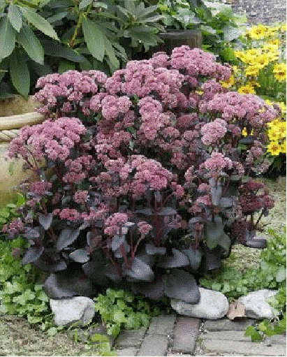 Sedum 'Novem'