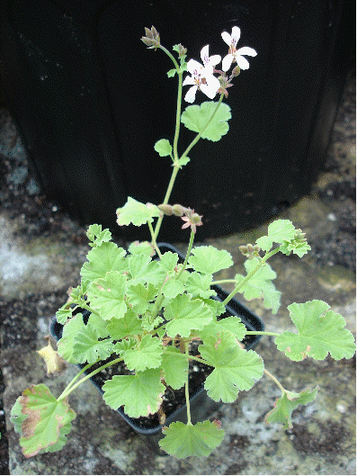 Nutmeg Scented Geranium