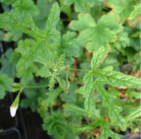 Oak Scented Geranium, Pelargonium quercifolium