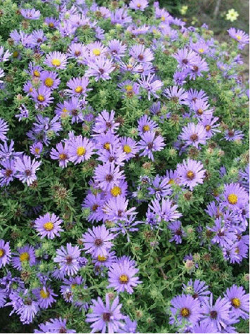 Aster oblongifolius 'October Skies'
