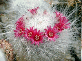 Old Lady Cactus flowers