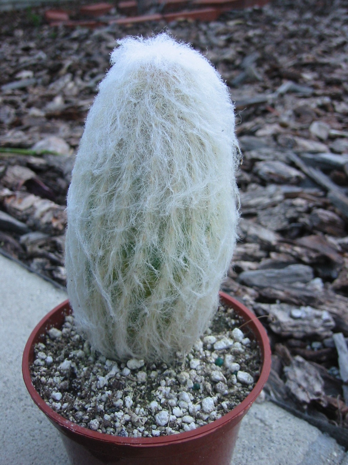 Old Man Cactus