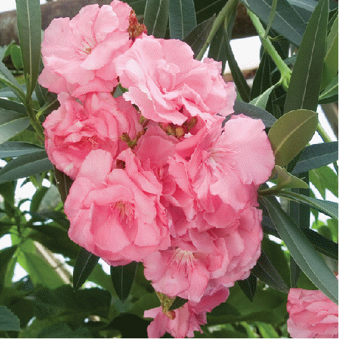 Oleander 'Peach Blossom'