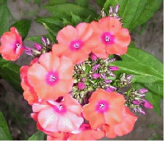 Phlox 'Orange Perfection'