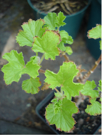 Orange Scented Geranium, Pelargonium x citrosum