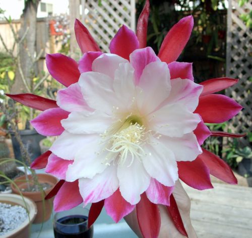 Orchid Cactus 'Clown'