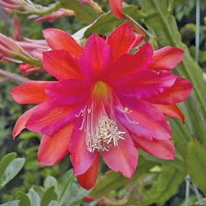 Orchid Cactus 'Conway's Giant'