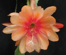 Orchid Cactus 'Just Beautiful'
