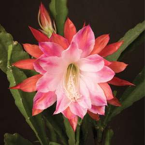 Orchid Cactus 'Over the Top'
