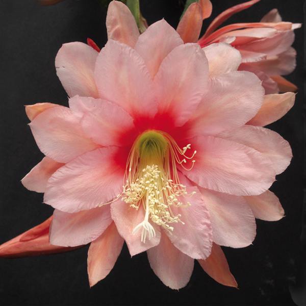 Orchid Cactus 'Strawberry Splash'