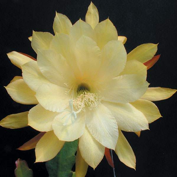 Orchid Cactus 'Vista Sun'