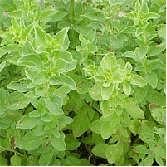 Hardy Oregano