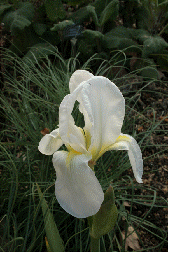 Orris Root