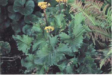Ligularia 'Osiris Fantasie'