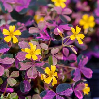 Wood Sorrel 'Plum Crazy' (Oxalis 'Plum Crazy'