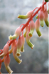 Ox Tongue flowers