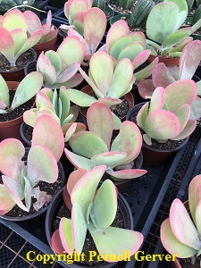 Paddle Kalanchoe