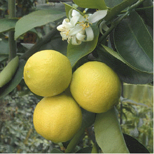 Palestine Sweet Lime