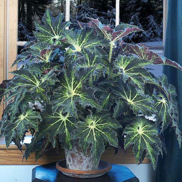 Begonia 'Palomar Prince'