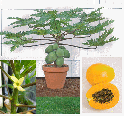 Dwarf Papaya 'TR Hovey'