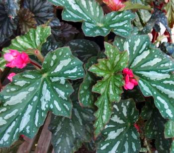 Begonia 'Paper Snowflake'