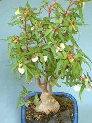 Begonia 'Partita'