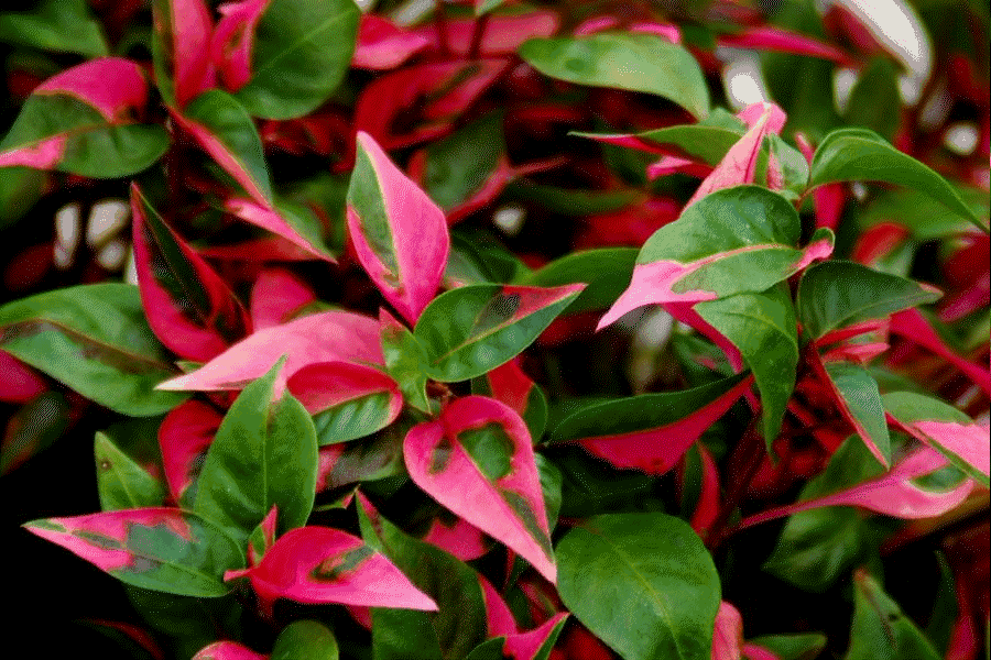 Alternanthera 'Partytime' - Joseph's Coat