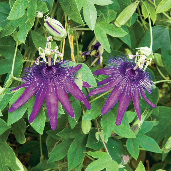 Passion flower 'Witchcraft'