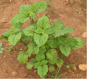 Patchouli