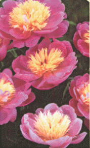 Peony 'Bowl of Beauty'