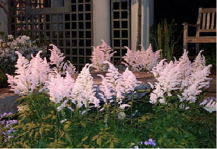 Astilbe 'Peach Blossom'