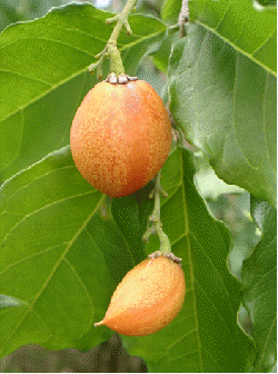 Peanut Butter Fruit (Bunchosia argentea)