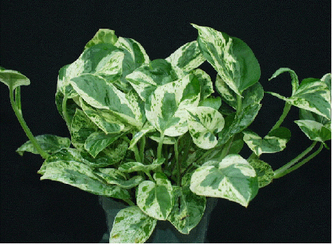 Pothos 'Pearl and Jade'