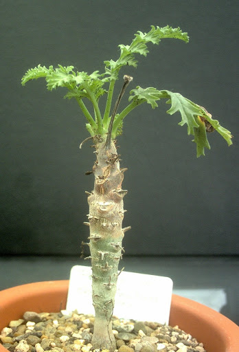 Pelargonium dasyphyllum