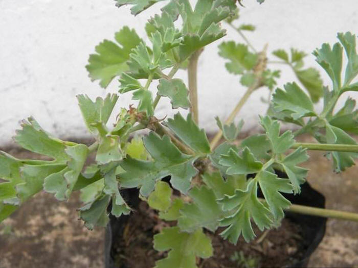 Pelargonium gibbosum