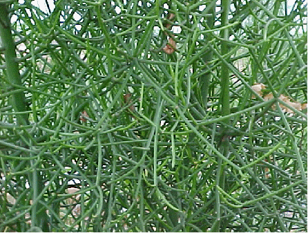 Pencil Plant
