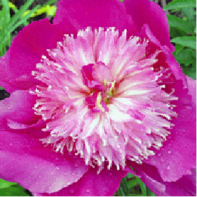 Peony 'Best Man'