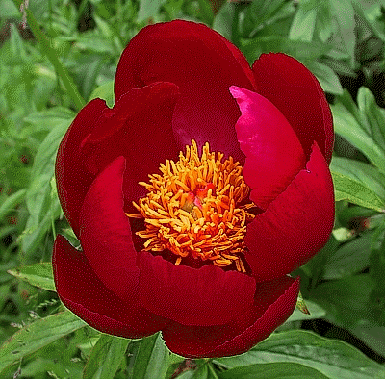 Peony 'Early Scout'
