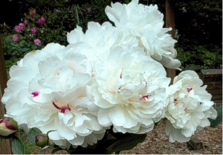 Peony 'Festiva Maxima'